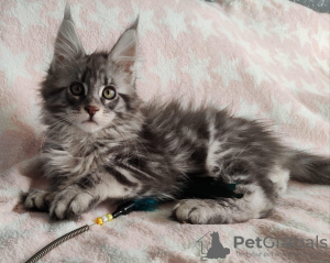 Photo №1. maine coon - à vendre en ville de Oberhausen | Gratuit | Annonce № 121151