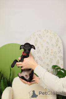 Photo №3. mâle lévrier italien. Biélorussie