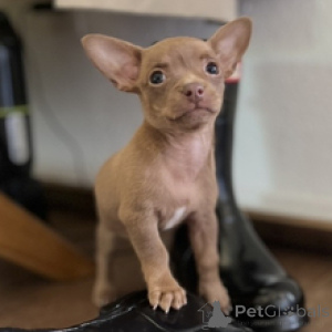 Photo №2 de l'annonce № 172241 de la vente chihuahua - acheter à Allemagne annonce privée