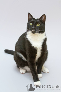 Photo №3. Antoshka le chat cherche sa famille.. Fédération de Russie