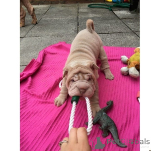Photo №1. shar pei - à vendre en ville de Heusenstamm | 350€ | Annonce №147614