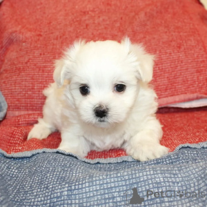 Photo №2 de l'annonce № 164000 de la vente bichon maltais - acheter à La finlande annonce privée, de l'abri