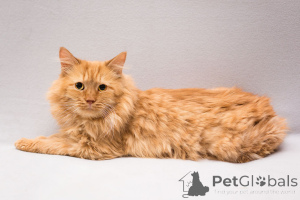 Photo №1.  - à vendre en ville de Rivière moscou | Gratuit | Annonce № 165231