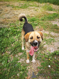 Photo №2 de l'annonce № 152541 de la vente chien bâtard - acheter à Fédération de Russie annonce privée