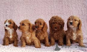 Photo №1. kavapoun - à vendre en ville de Bruxelles | 700€ | Annonce №162620