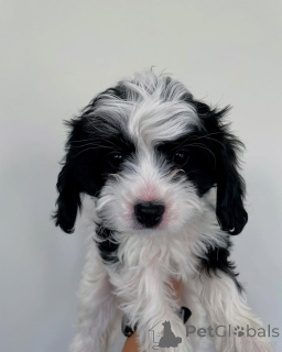 Photo №2 de l'annonce № 158450 de la vente cavalier king charles spaniel - acheter à Luxembourg annonce privée