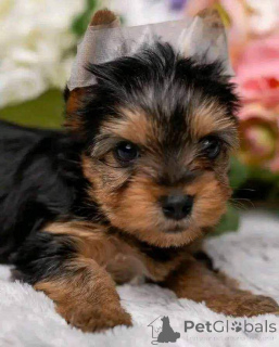 Photo №4. Je vais vendre yorkshire terrier en ville de Berlin. éleveur - prix - 300€