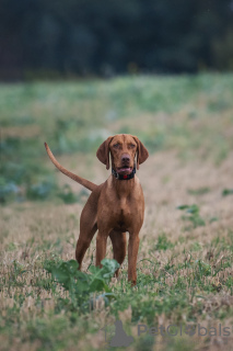 Photos supplémentaires: Chiot Vizsla hongrois