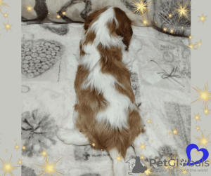 Photos supplémentaires: Cavalier King Charles Spaniel garçon prometteur