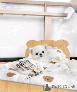 Photo №1. chihuahua - à vendre en ville de Helsinki | 550€ | Annonce №159465