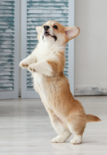 Photo №4. Je vais vendre welsh corgi en ville de Samara. de la fourrière, éleveur - prix - 547€