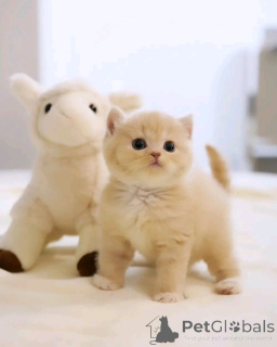 Photo №3. Scottish Fold Kätzchen Zur Adoption. Allemagne