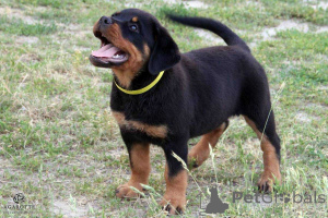 Photo №4. Je vais vendre rottweiler en ville de Helsinki. annonce privée - prix - Gratuit