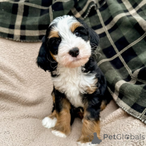 Photo №3. Des yeux doux, un cœur plus doux Millie apporte amour, calme et câlins au. Irlande