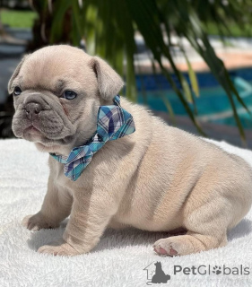 Photo №1. bouledogue - à vendre en ville de Floride | 850€ | Annonce №144963