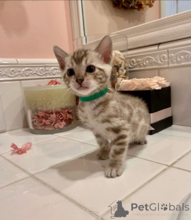 Photo №2 de l'annonce № 152623 de la vente bengal - acheter à Suisse annonce privée