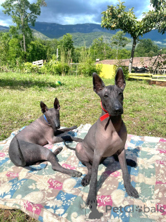 Photo №1. xoloitzcuintle - à vendre en ville de Milan | négocié | Annonce №169000