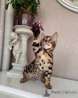 Photo №2 de l'annonce № 171197 de la vente bengal - acheter à Suède éleveur