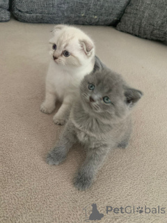 Photo №1. british shorthair - à vendre en ville de Strasbourg | 600€ | Annonce № 146282