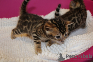 Photo №3. Chatons Bengal dressés à domicile en bonne santé pour adoption maintenant. Fédération de Russie