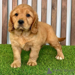 Photo №1. golden retriever - à vendre en ville de Brême | négocié | Annonce №154340