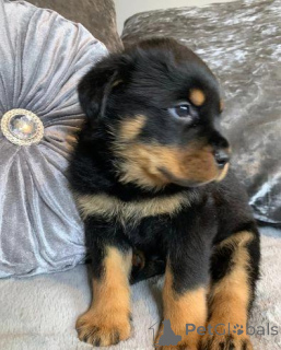Photo №4. Je vais vendre rottweiler en ville de Berga. annonce privée - prix - 540€
