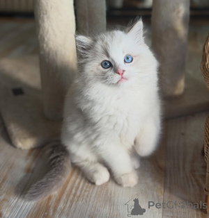 Photo №3. De magnifiques chatons Ragdoll aux yeux bleus prêts à entrer dans leur foyer. Allemagne