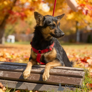 Photo №4. Je vais vendre chien bâtard en ville de Rivière moscou. annonce privée - prix - Gratuit