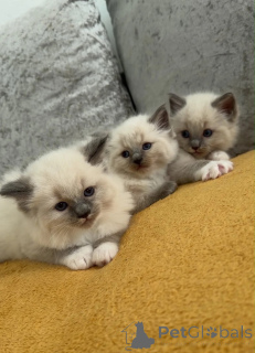 Photo №1. ragdoll - à vendre en ville de Grafenwöhr | 350€ | Annonce № 174541