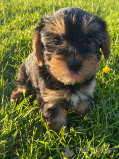 Photos supplémentaires: Teacup Yorkshire Terrier Puppy en adoption gratuite