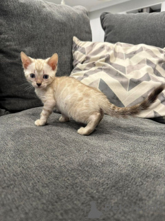 Photo №2 de l'annonce № 152746 de la vente bengal - acheter à Suisse annonce privée