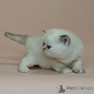 Photo №1. exotic shorthair - à vendre en ville de Charleroi | négocié | Annonce № 160502