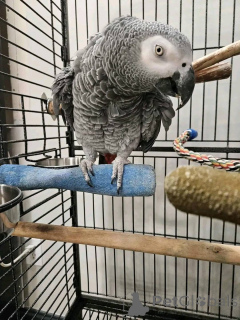 Photo №2 de l'annonce № 161305 de la vente  - acheter à USA 