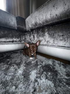 Photo №3. Wunderschöne, Beim KC Registrierte Chihuahuas. Allemagne