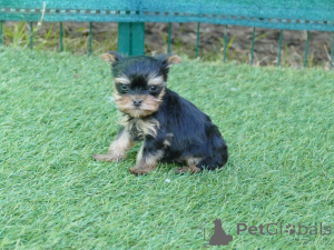 Photo №1. yorkshire terrier - à vendre en ville de Limbourg | Gratuit | Annonce №164627