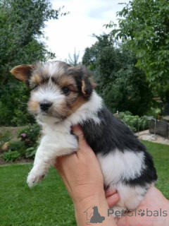 Photo №1. biewer yorkshire terrier - à vendre en ville de Bielefeld | négocié | Annonce №140368