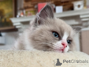 Photo №1. ragdoll - à vendre en ville de Aiola | négocié | Annonce № 155404