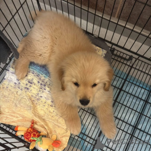 Photo №1. golden retriever - à vendre en ville de Austkhoizer | négocié | Annonce №165319