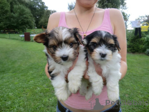 Photo №1. biewer yorkshire terrier - à vendre en ville de Offenbach | négocié | Annonce №127199