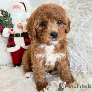 Photo №3. CHIP POODLE TOYAUX AMAZING pour l'adoption. Allemagne