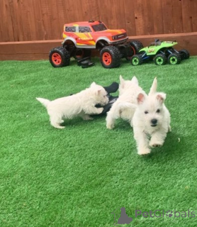 Photo №1. west highland white terrier - à vendre en ville de Nicosie | 242€ | Annonce №155612