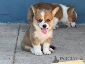 Photo №1. welsh corgi - à vendre en ville de Berlin | négocié | Annonce №136781
