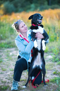 Photo №2 de l'annonce № 114548 de la vente chien bâtard - acheter à Fédération de Russie annonce privée