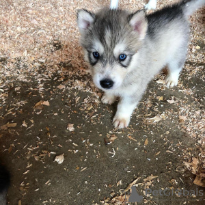 Photo №1. husky de sibérie - à vendre en ville de Paris | négocié | Annonce №71048