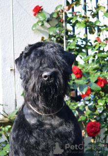 Photo №3. Terrier noir russe. Pologne
