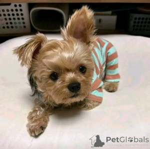 Photo №2 de l'annonce № 163788 de la vente yorkshire terrier - acheter à Allemagne annonce privée, de l'abri