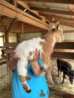 Photo №2 de l'annonce № 161735 de la vente  - acheter à Allemagne 