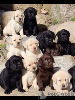 Photo №1. labrador retriever - à vendre en ville de Venlo | négocié | Annonce №168393