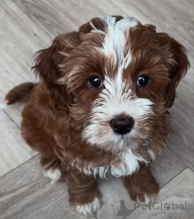 Photo №2 de l'annonce № 173325 de la vente labradoodle - acheter à Pologne annonce privée
