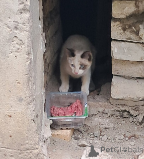 Photo №4. Je vais vendre  en ville de Vladimir.  - prix - Gratuit